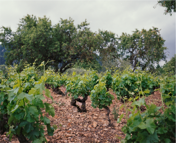 variedad garnacha histórica