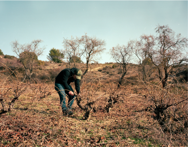 viñedos legendarios